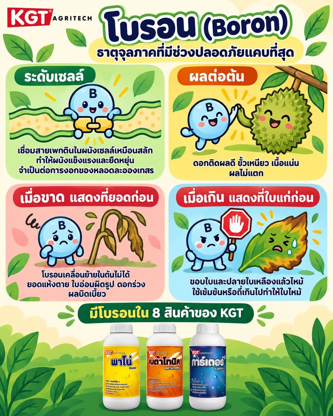 อินโฟกราฟิกธาตุโบรอน โดย KGT Agritech