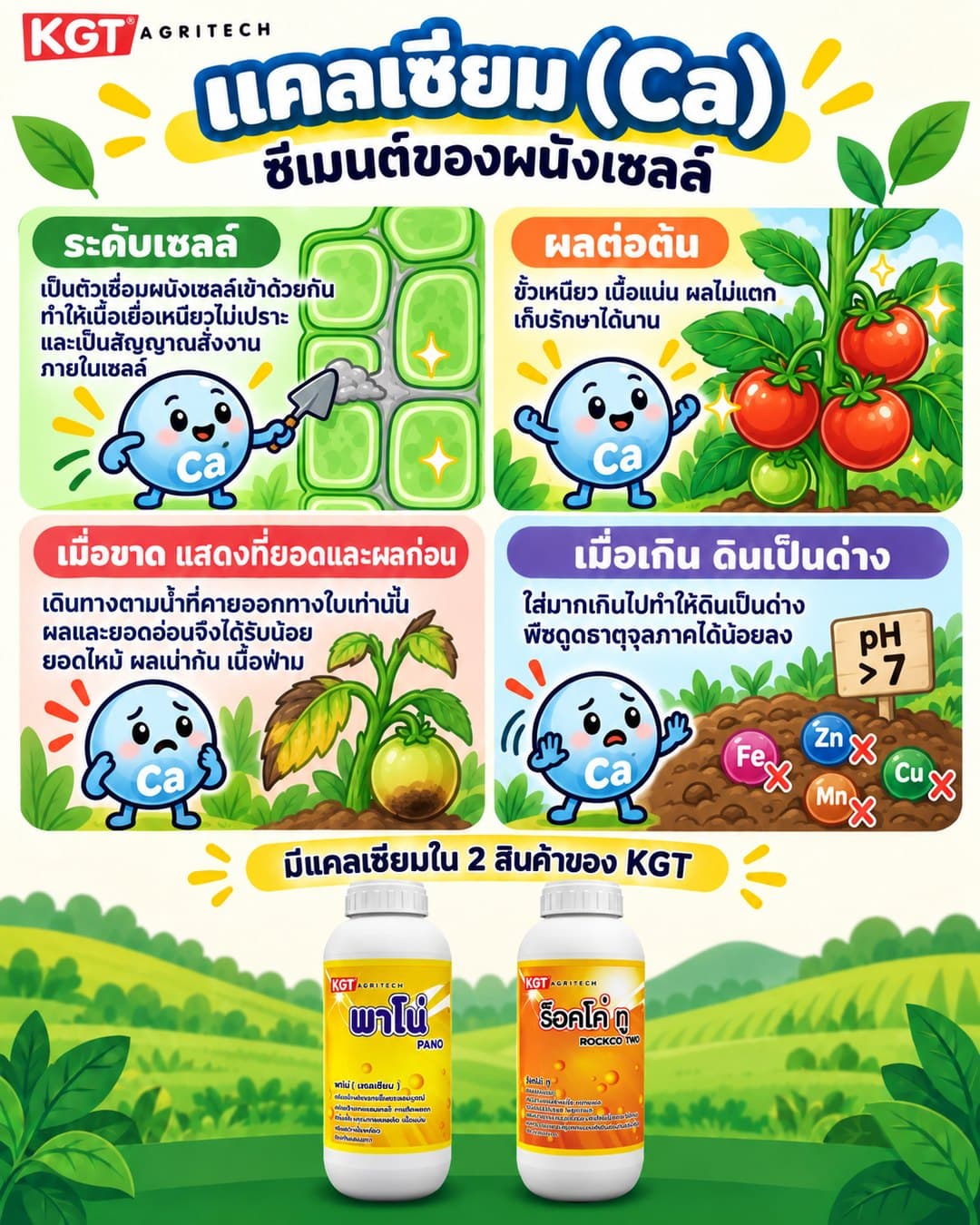 อินโฟกราฟิกธาตุแคลเซียม โดย KGT Agritech