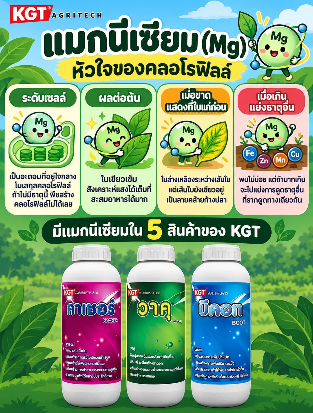 อินโฟกราฟิกธาตุแมกนีเซียม โดย KGT Agritech