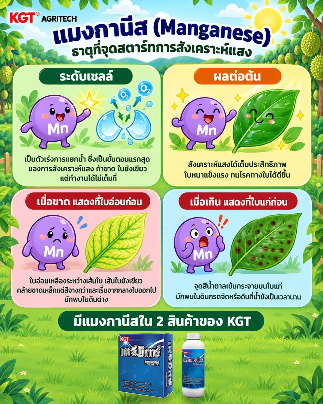 อินโฟกราฟิกธาตุแมงกานีส โดย KGT Agritech