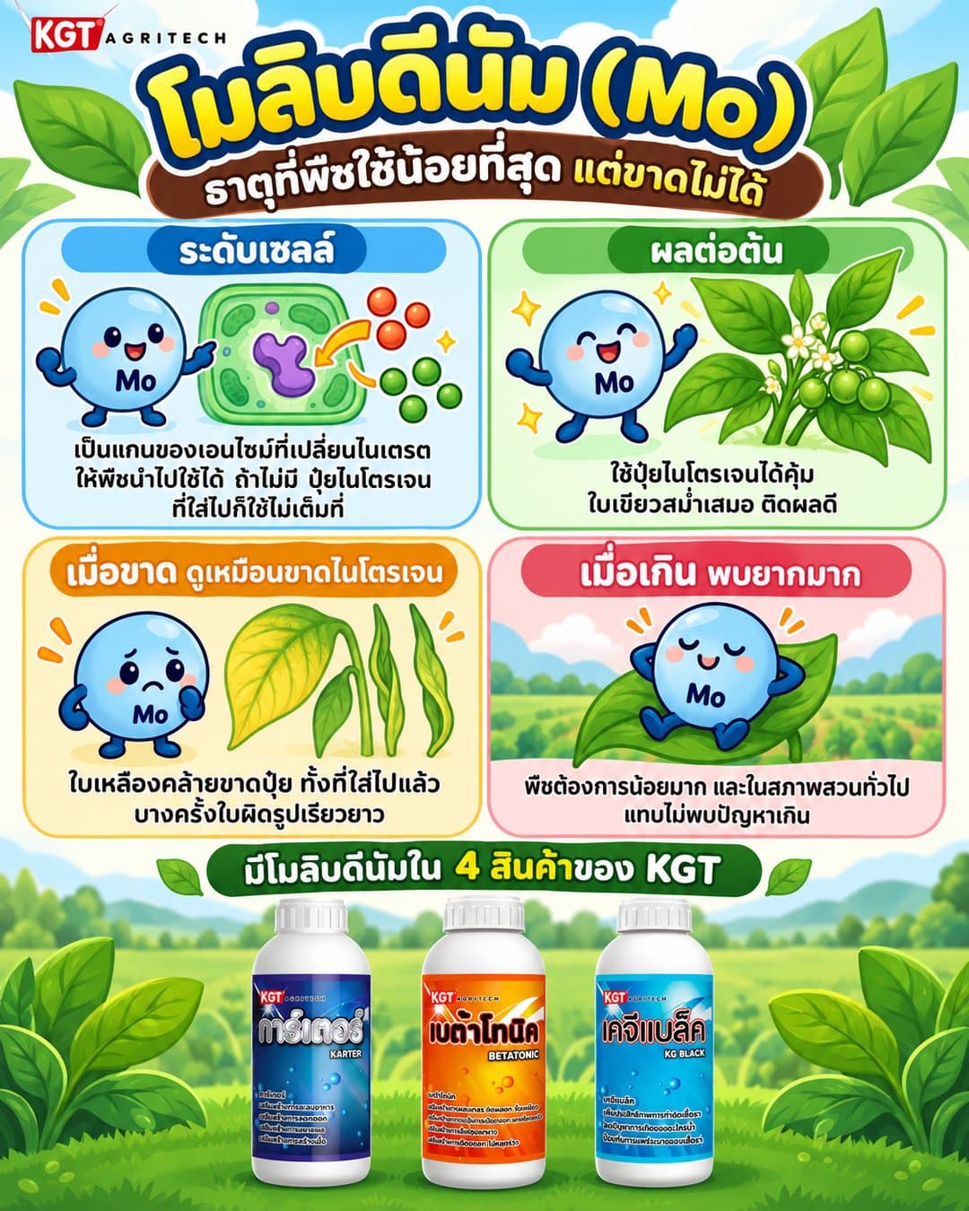 อินโฟกราฟิกธาตุโมลิบดีนัม โดย KGT Agritech