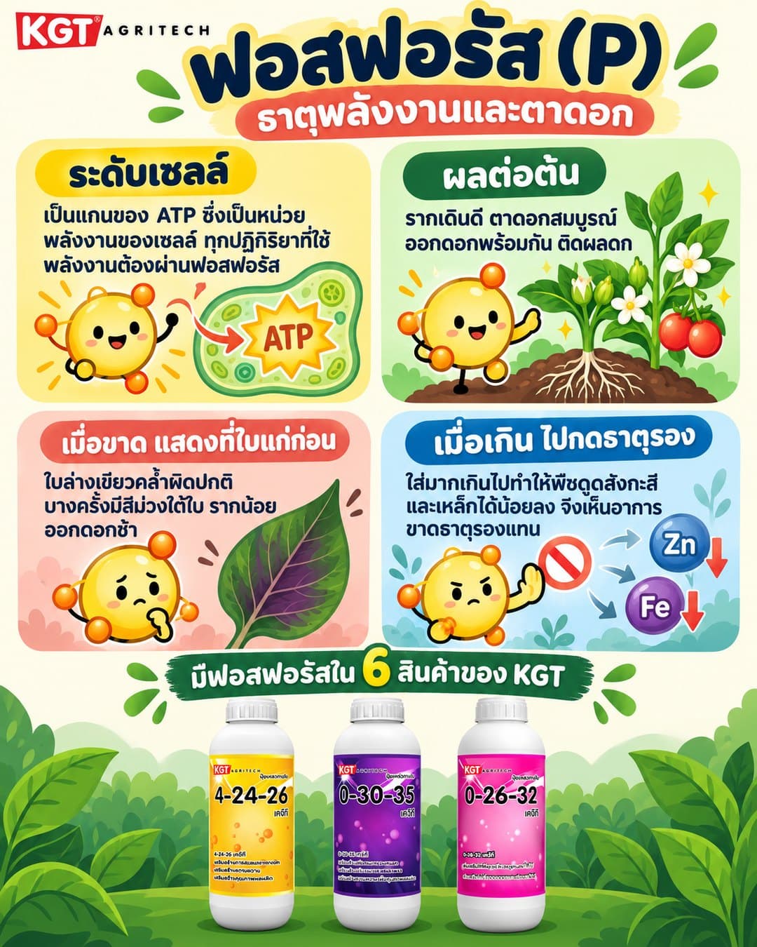 อินโฟกราฟิกธาตุฟอสฟอรัส โดย KGT Agritech