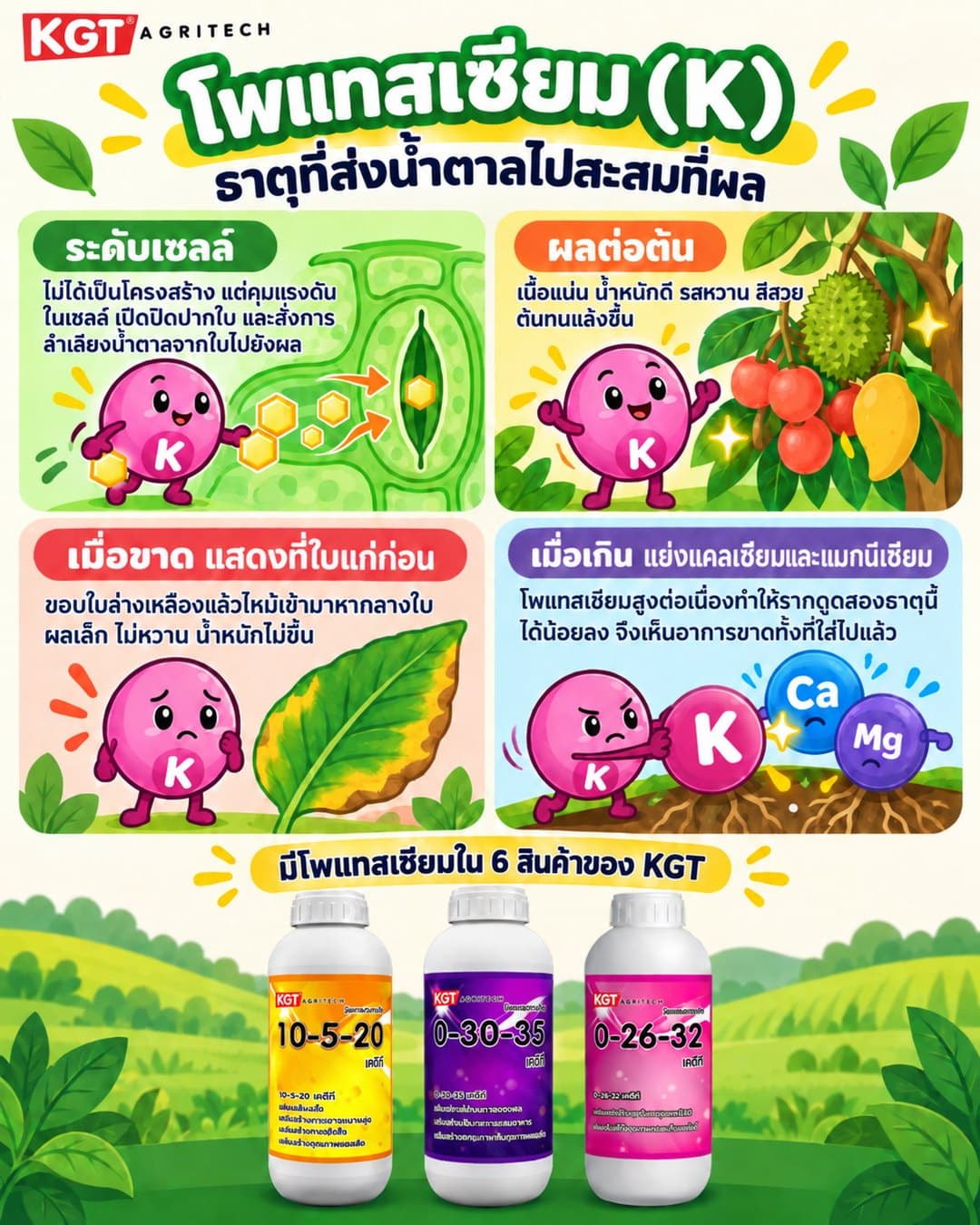 อินโฟกราฟิกธาตุโพแทสเซียม โดย KGT Agritech