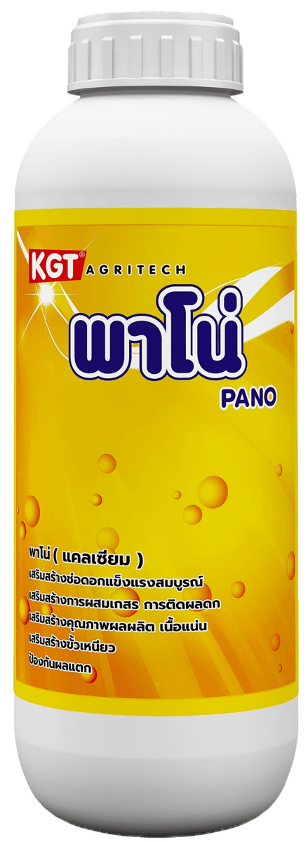 พาโน่