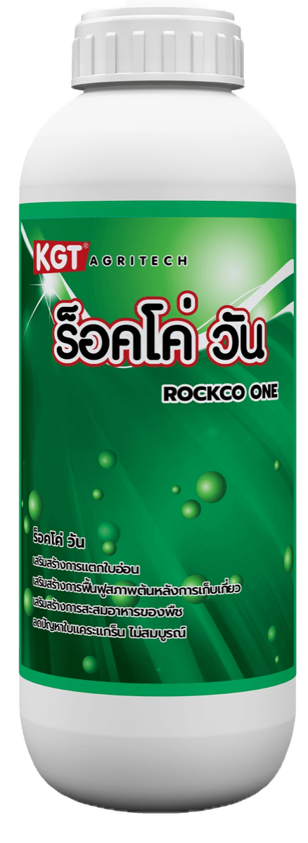 ร็อคโค่วัน